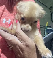 REDUCED: Precious TINY Girl, a female Chihuahua for sale in Belton, MO – 5 of 5