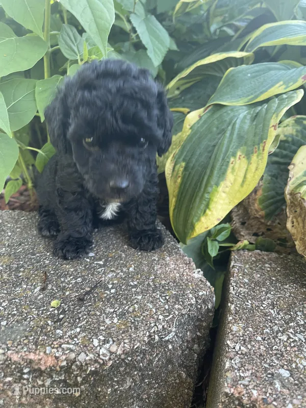 Patches Boy – Poodle - Toy  puppy for sale in Belton, MO