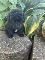 Patches Boy, a male Poodle - Toy  for sale in Belton, MO – 1 of 4