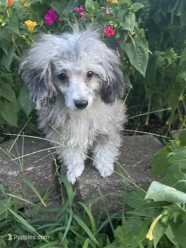 Chai's Beauty Boy – Poodle - Toy  puppy for sale in Belton, MO