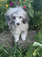Chai's Beauty Boy, a male Poodle - Toy  for sale in Belton, MO – 1 of 10