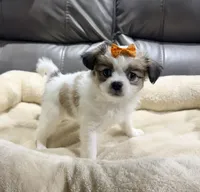 Pumpkin's Girl 4, a female Papillon for sale in Belton, MO – 2 of 2