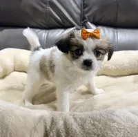 Pumpkin's Girl 4, a female Papillon for sale in Belton, MO – 1 of 2
