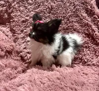 Cleo's Girl, a female Papillon for sale in Belton, MO – Photo 3 of 4