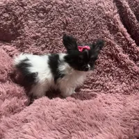 Cleo's Girl, a female Papillon for sale in Belton, MO – Photo 2 of 4