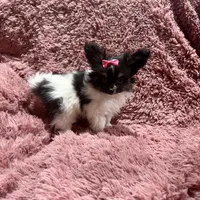 Cleo's Girl, a female Papillon for sale in Belton, MO – Photo 4 of 4
