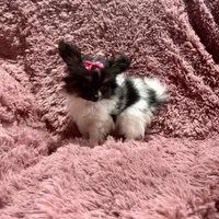 Cleo's Girl, a female Papillon for sale in Belton, MO – Photo 1 of 4