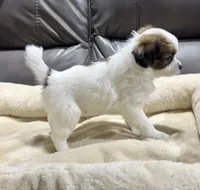 Pumpkin's Boy 1, a male Papillon for sale in Belton, MO – 2 of 2