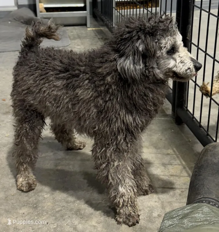 Smokey, a male Poodle - Toy  for sale in Belton, MO – Photo 1 of 4