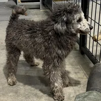 AKC Smokey, a male Poodle - Toy  for sale in Belton, MO – Photo 1 of 4