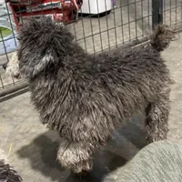 AKC Smokey, a male Poodle - Toy  for sale in Belton, MO – Photo 3 of 4