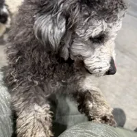 AKC Smokey, a male Poodle - Toy  for sale in Belton, MO – Photo 2 of 4