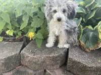 Chai's Beauty Boy, a male Poodle - Toy  for sale in Belton, MO – 7 of 10