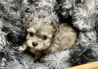 Diamond's Boy 2, a male Malchi for sale in Belton, MO – Photo 2 of 6