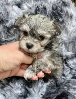 Diamond's Boy 2, a male Malchi for sale in Belton, MO – Photo 5 of 6