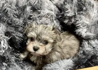 Diamond's Boy 2, a male Malchi for sale in Belton, MO – Photo 3 of 6