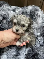 Diamond's Boy 2, a male Malchi for sale in Belton, MO – Photo 4 of 6