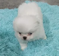 Minnies Boy, a male Japanese Chin and Pomeranian for sale in Belton, MO – 4 of 6