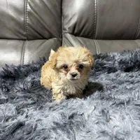 Diamond's Boy, a male Maltipoo for sale in Belton, MO – 1 of 1