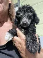 Patches Silver Girl #3, a female Poodle - Toy  for sale in Belton, MO – 2 of 6
