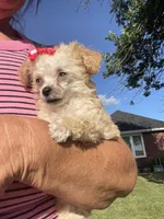Buttons Girl, a female Poodle - Toy  for sale in Belton, MO – 5 of 5