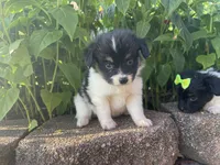 Skyla's Boy 2, a male Papillon for sale in Belton, MO – 3 of 3