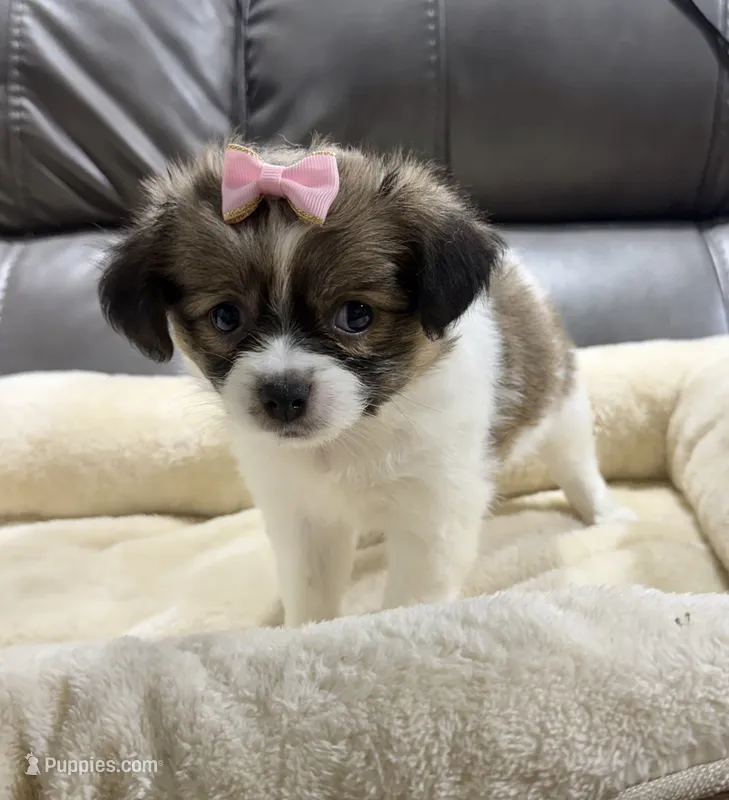 Pumpkin's Girl 1 – Papillon puppy for sale in Belton, MO