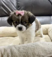 Pumpkin's Girl 1, a female Papillon for sale in Belton, MO – 1 of 2