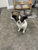 Kiley's Boy, a male Papillon for sale in Belton, MO – 3 of 4