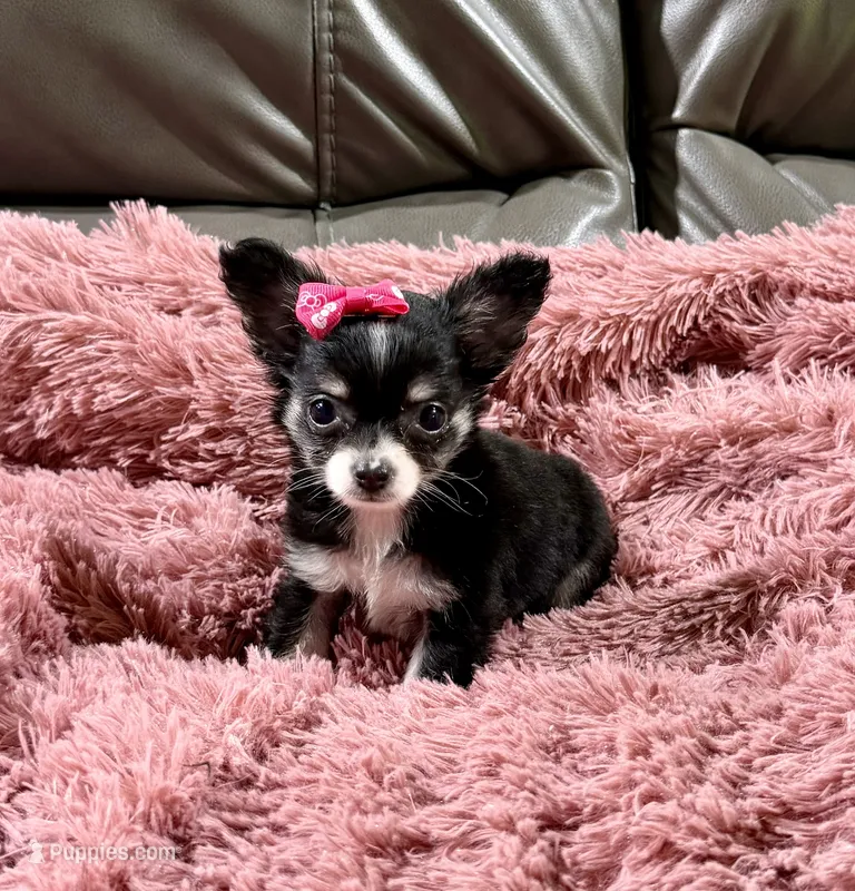 Winter's Girl – Chihuahua puppy for sale in Belton, MO
