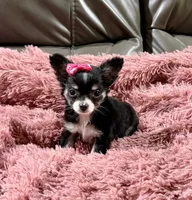 Winter's Girl, a female Chihuahua for sale in Belton, MO – 1 of 3