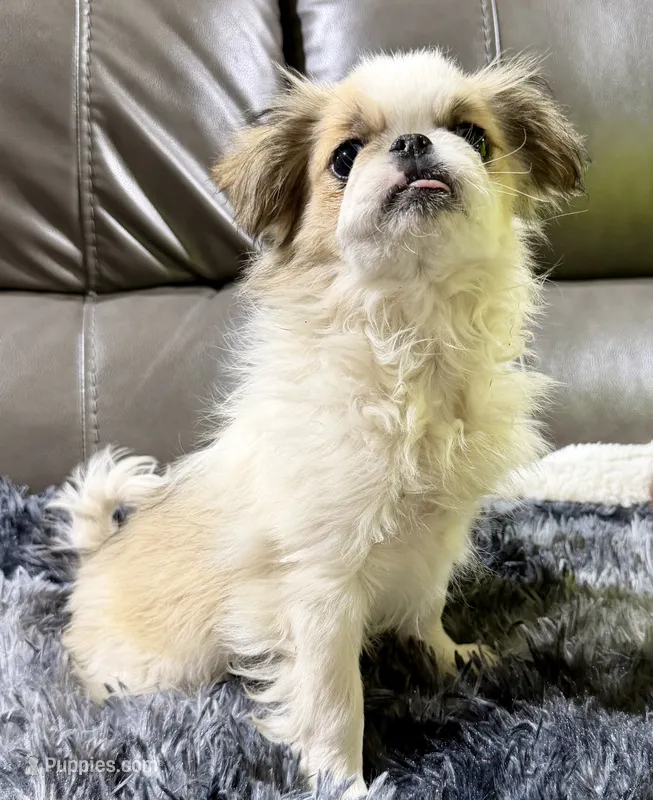 REDUCED: Mimi's Boy 4 – Japanese Chin puppy for sale in Belton, MO
