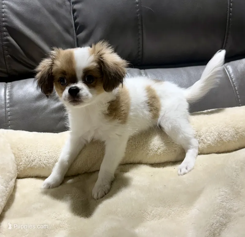 REDUCED:  Pumpkin's Girl 3 – Papillon puppy for sale in Belton, MO