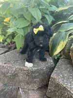Patches Girl #3, a female Poodle - Toy  for sale in Belton, MO – 3 of 4