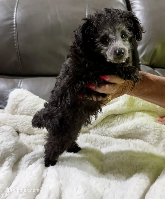 Latte's Silver Girl Pink – Poodle - Toy  puppy for sale in Belton, MO