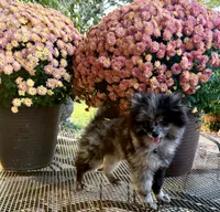 Elvis, a male Pomeranian for sale in Belton, MO – 2 of 2