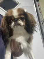 Truly, a female Japanese Chin for sale in Belton, MO – 1 of 3