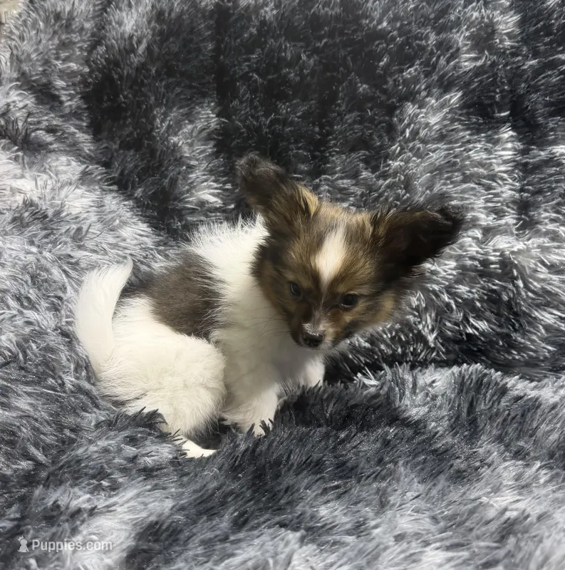 Cleo's boy – Papillon puppy for sale in Belton, MO