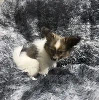 Cleo's boy, a male Papillon for sale in Belton, MO – 2 of 2
