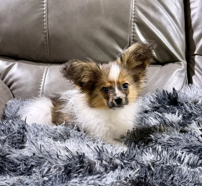 Cleo's boy – Papillon puppy for sale in Belton, MO