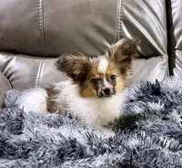 Cleo's boy, a male Papillon for sale in Belton, MO – 1 of 2