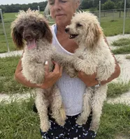 River, a female Poodle - Toy  for sale in Belton, MO – 2 of 2