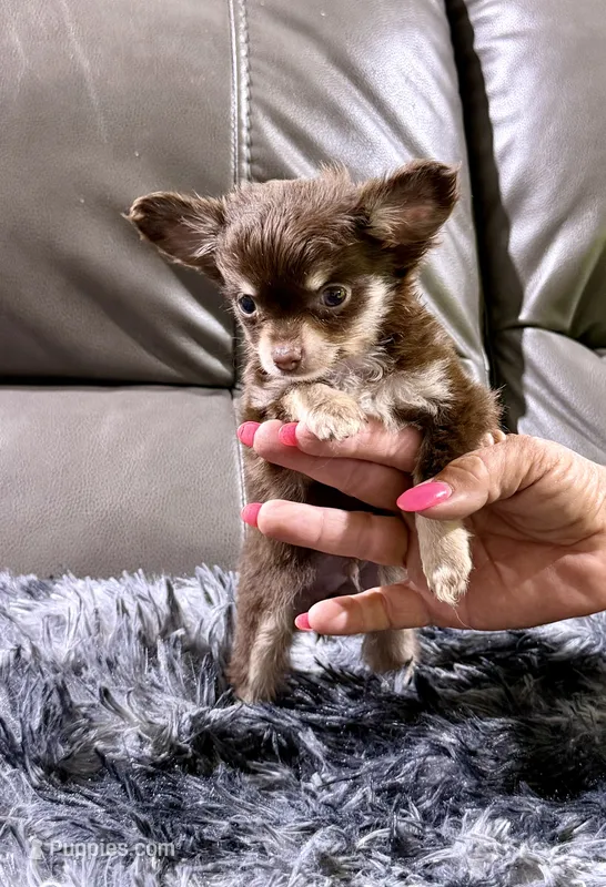 Winter's Boy 1 – Chihuahua puppy for sale in Belton, MO