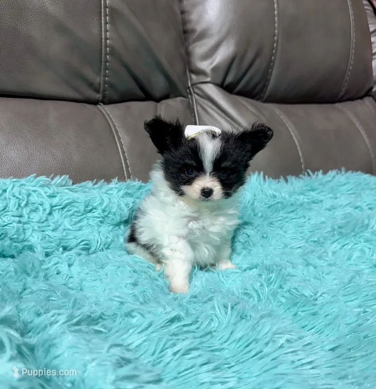Cleo's Girl 2 – Papillon puppy for sale in Belton, MO