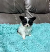 Cleo's Girl 2, a female Papillon for sale in Belton, MO – 1 of 2