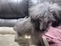 Chai's Beauty Boy, a male Poodle - Toy  for sale in Belton, MO – 3 of 10