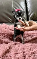Winter's Girl, a female Chihuahua for sale in Belton, MO – 2 of 3