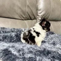 Cleo's boy , a male Papillon for sale in Belton, MO – 2 of 2