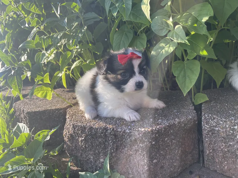 Skyla's Girl 2 – Papillon puppy for sale in Belton, MO