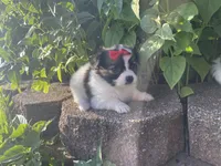 Skyla's Girl 2, a female Papillon for sale in Belton, MO – 1 of 4
